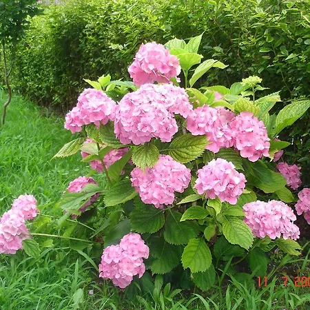 ホテル Friends Family サニービーチ